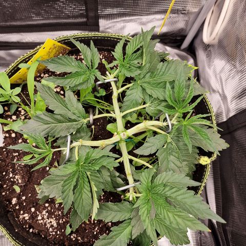 Mix Pack, surprise growlog photo: Tag 23