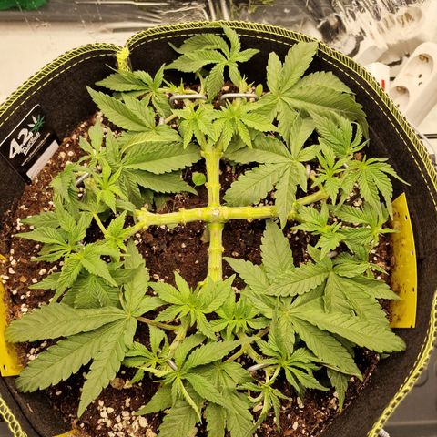 Runtz Muffin growlog photo: Tag 34 nach dem Topping