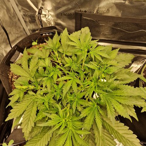 Lemon Cherry Cookies growlog photo: Tag 24
