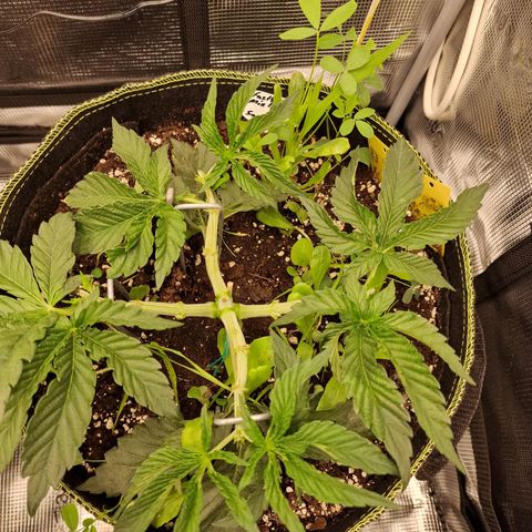 Mix Pack, surprise growlog photo: Tag 24