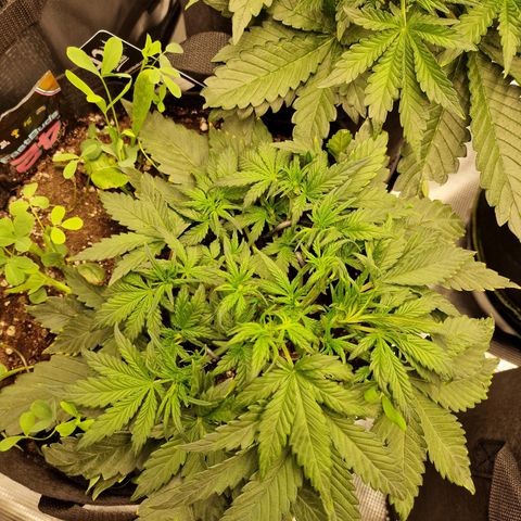 Purple Haze growlog photo: Tag 24