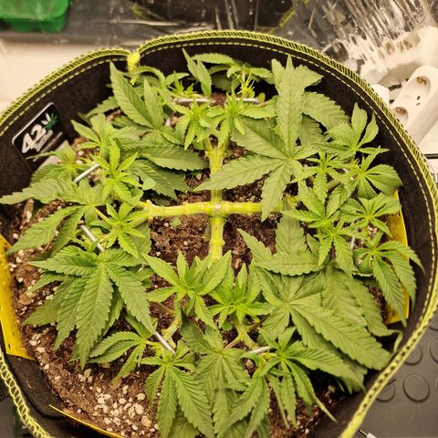 Runtz Muffin growlog photo: Tag 35