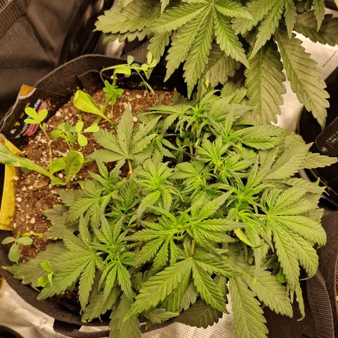 Purple Haze growlog photo: Tag 25