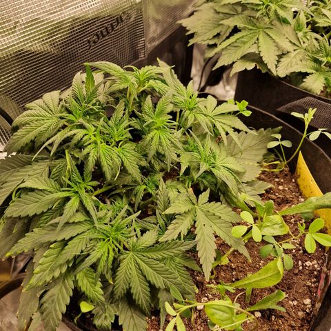 Purple Haze growlog photo: Tag 25