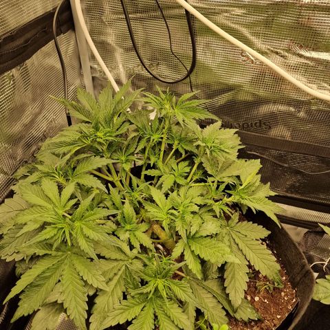 Lemon Cherry Cookies growlog photo: Tag 25