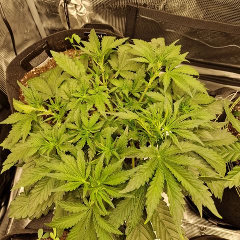 Lemon Cherry Cookies growlog photo: Tag 25