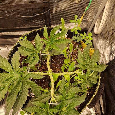 Mix Pack, surprise growlog photo: Tag 25