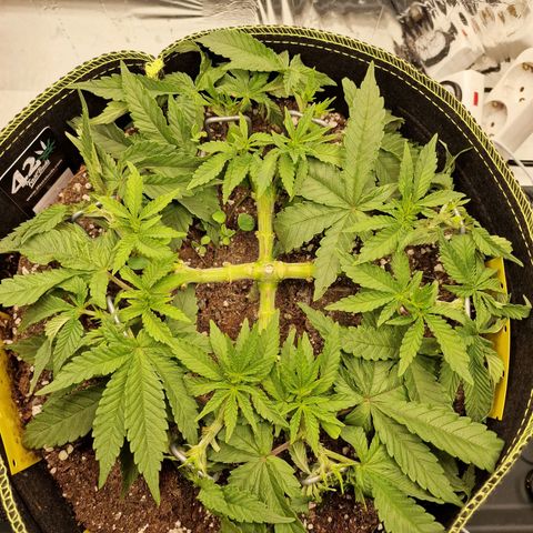 Runtz Muffin growlog photo: Tag 36