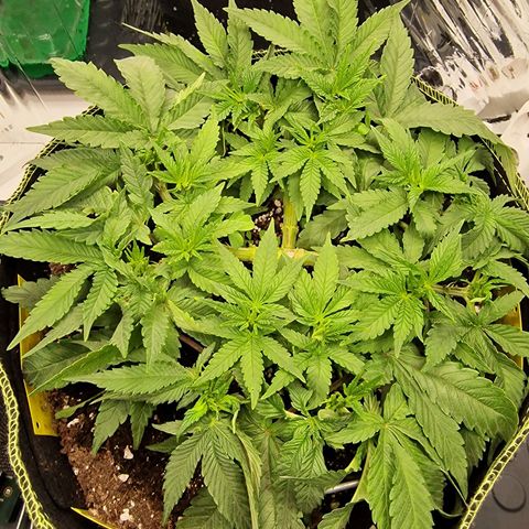 Runtz Muffin growlog photo: Tag 38
