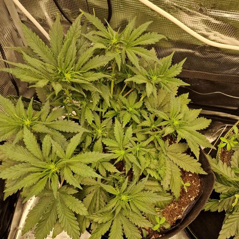Lemon Cherry Cookies growlog photo: Tag 27