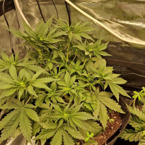 Lemon Cherry Cookies growlog photo: Tag 27