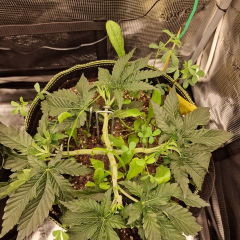Mix Pack, surprise growlog photo: Tag 27