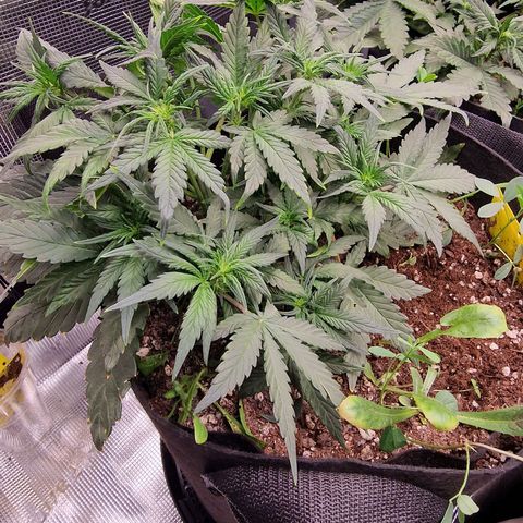 Purple Haze growlog photo: Tag 27