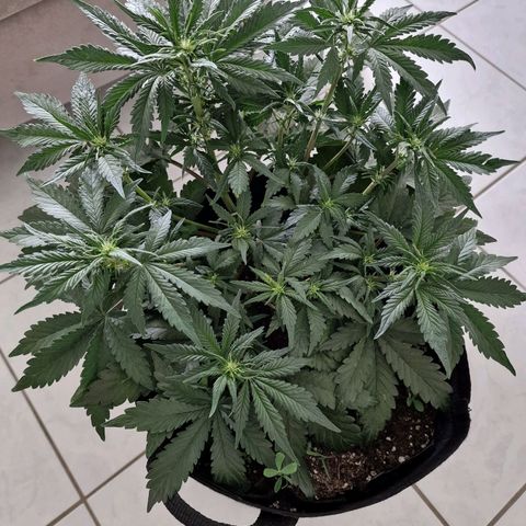 Lemon Cherry Cookies growlog photo: Tag 28