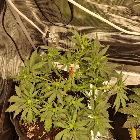 Lemon Cherry Cookies growlog photo: Tag 28