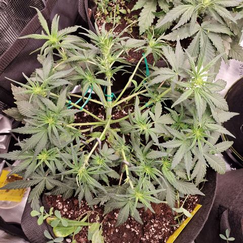 Purple Haze growlog photo: Tag 28