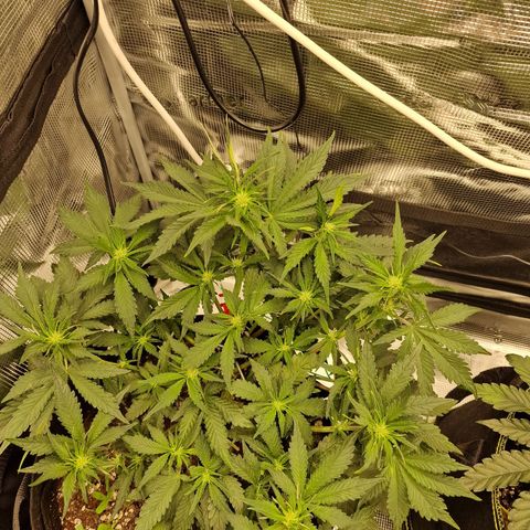 Lemon Cherry Cookies growlog photo: Tag 29