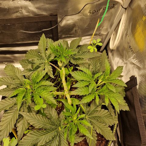 Mix Pack, surprise growlog photo: Tag 29