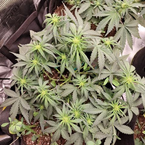 Purple Haze growlog photo: Tag 29 