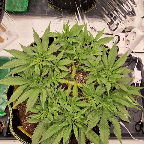 Runtz Muffin growlog photo: Tag 40