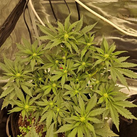 Lemon Cherry Cookies growlog photo: Tag 30