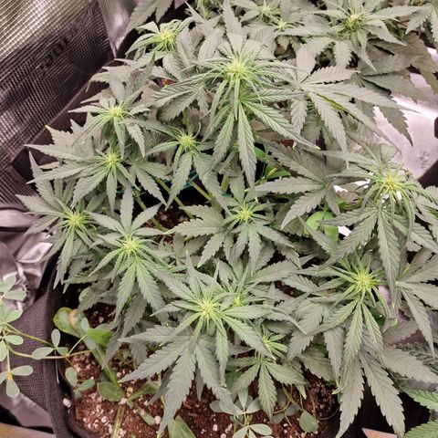 Purple Haze growlog photo: Tag 30