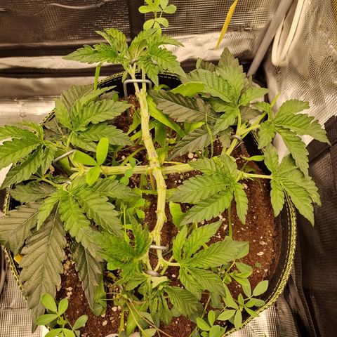 Mix Pack, surprise growlog photo: Tag 30