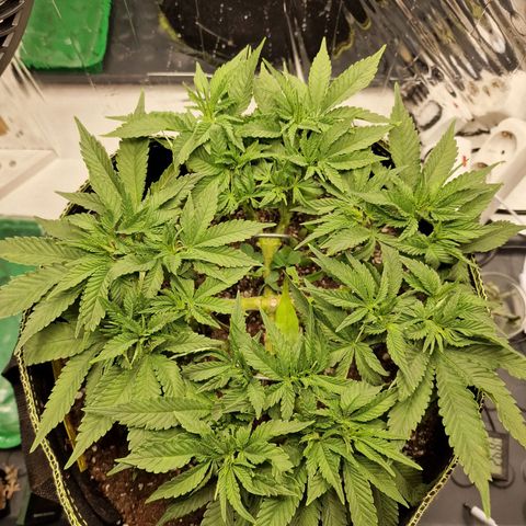 Runtz Muffin growlog photo: Tag 41