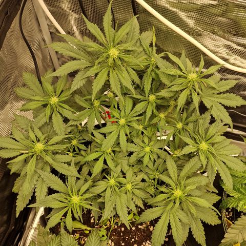 Lemon Cherry Cookies growlog photo: Tag 31