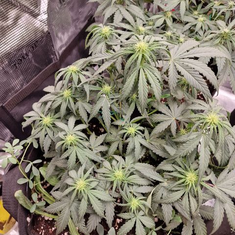 Purple Haze growlog photo: Tag 31
