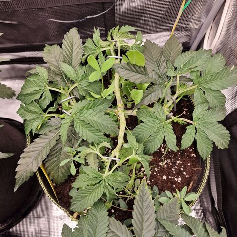 Mix Pack, surprise growlog photo: Tag 31