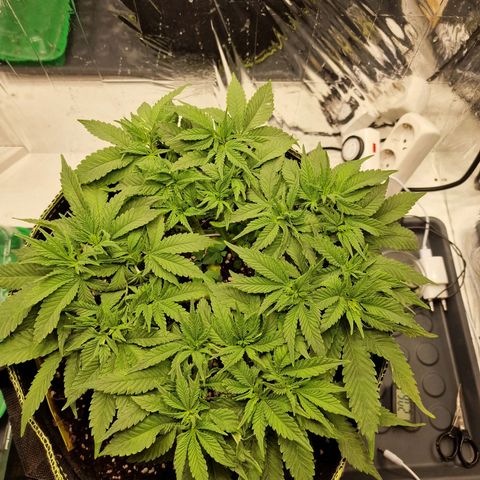 Runtz Muffin growlog photo: Tag 42
