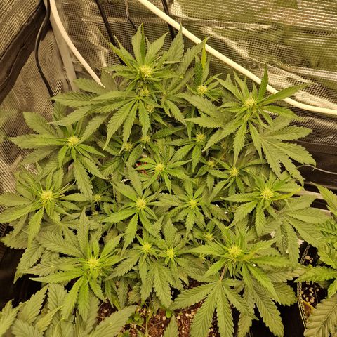 Lemon Cherry Cookies growlog photo: Tag 32