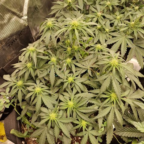Purple Haze growlog photo: Tag 32