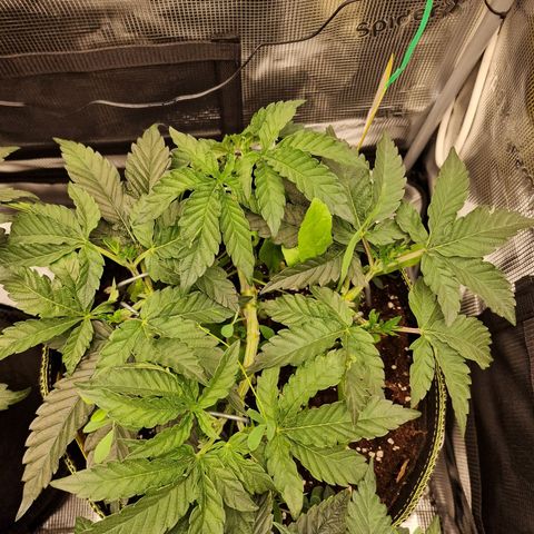 Mix Pack, surprise growlog photo: Tag 32