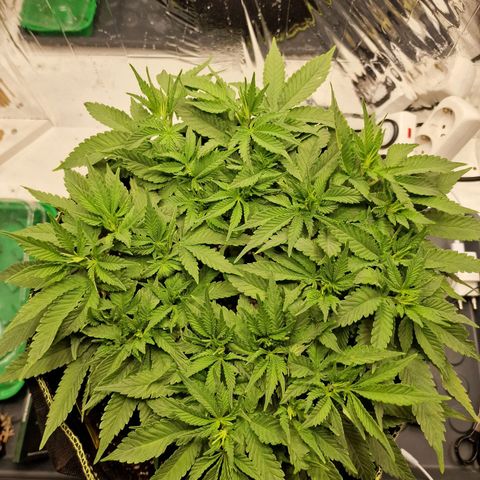 Runtz Muffin growlog photo: Tag 43