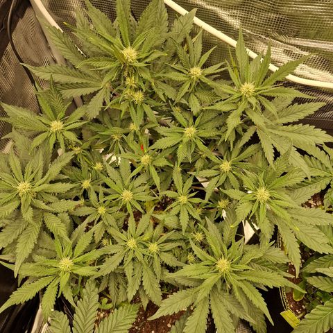 Lemon Cherry Cookies growlog photo: Tag 34
