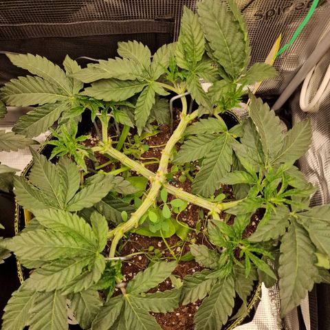 Mix Pack, surprise growlog photo: Tag 34