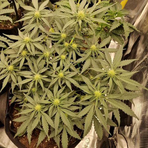 Purple Haze growlog photo: Tag 34