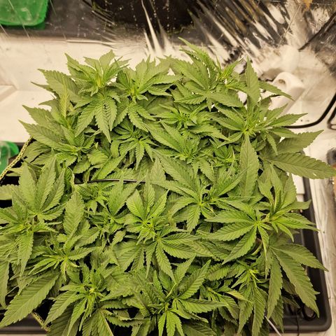 Runtz Muffin growlog photo: Tag 45