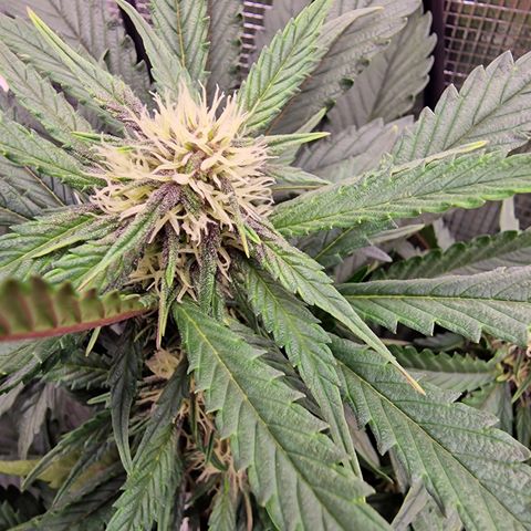 Lemon Cherry Cookies growlog photo: Tag 37, Buds fangen an zu purplen