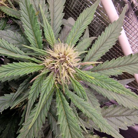 Lemon Cherry Cookies growlog photo: Tag 37, Buds fangen an zu purplen