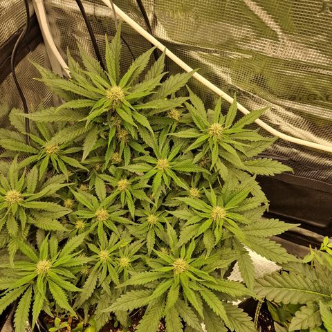 Lemon Cherry Cookies growlog photo: Tag 37, Buds fangen an zu purplen