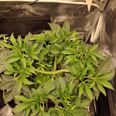 Mix Pack, surprise growlog photo: Tag 37