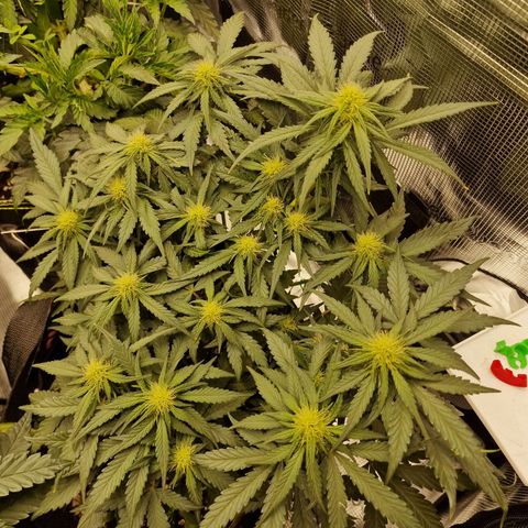 Purple Haze growlog photo: Tag 37