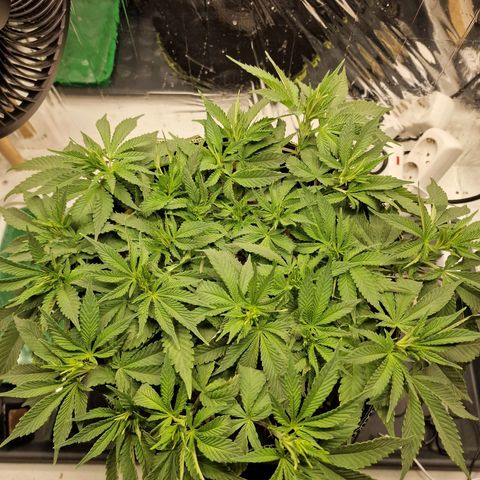 Runtz Muffin growlog photo: Tag 48