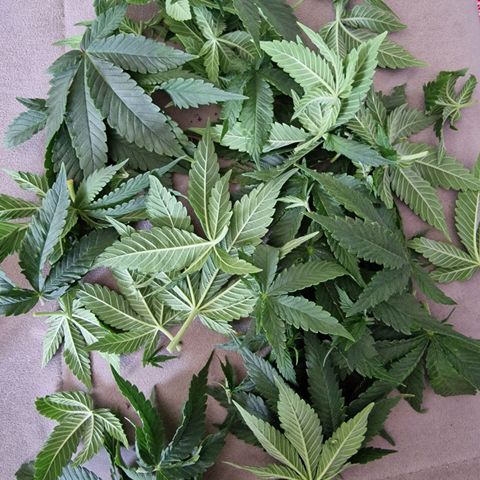 Runtz Muffin growlog photo: Tag 47, etwas entlauben