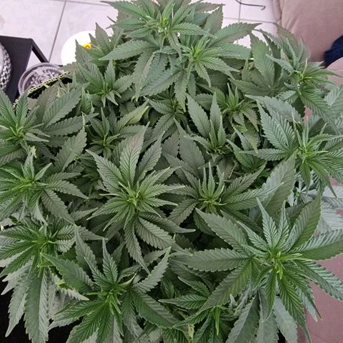 Runtz Muffin growlog photo: Tag 47, etwas entlauben
