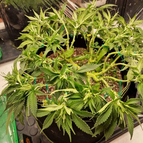 Runtz Muffin growlog photo: Tag 49, LST, Triebe auf eine Höhe gebracht. 