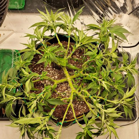 Runtz Muffin growlog photo: Tag 49, LST, Triebe auf eine Höhe gebracht. 